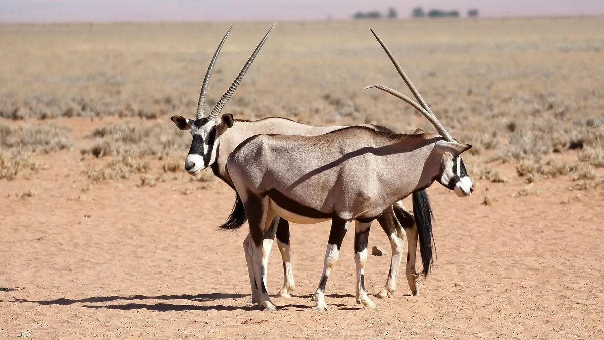 Central Kalahari in Botswana