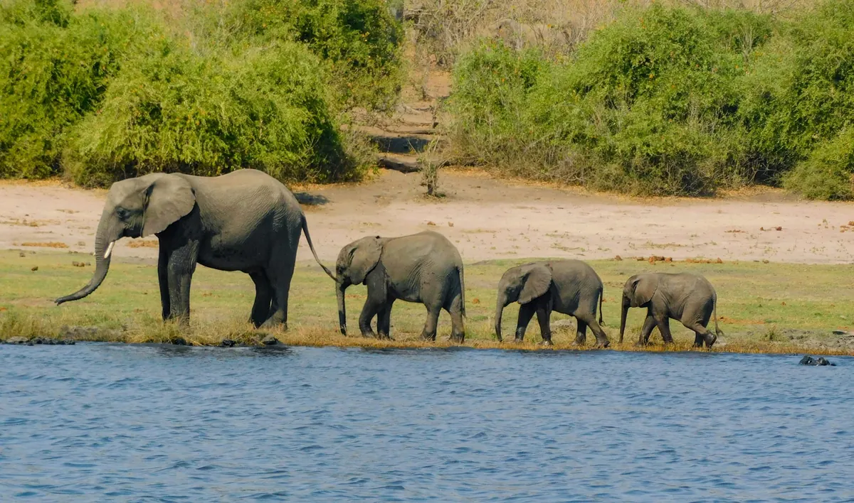 Chobe National Park in Botswana