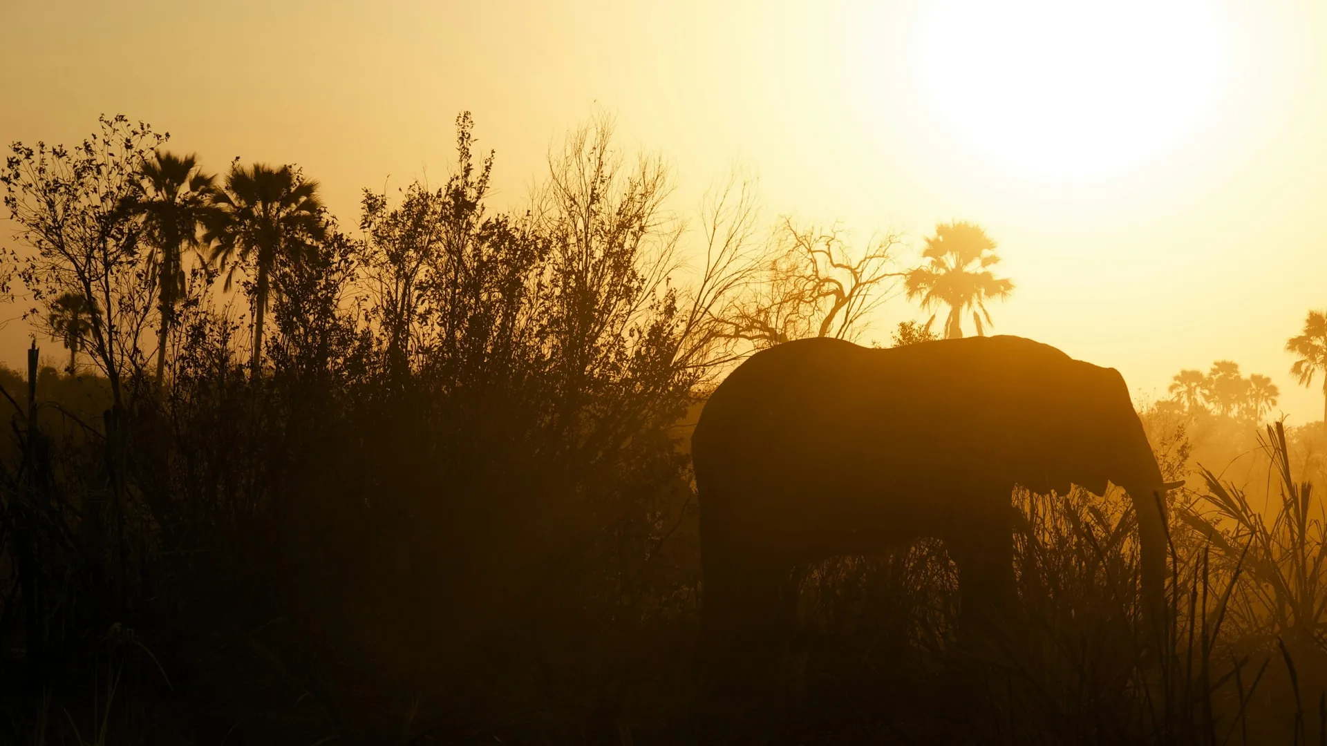 Acacia tree silhouetted against an African sunset over the Botswana savanna