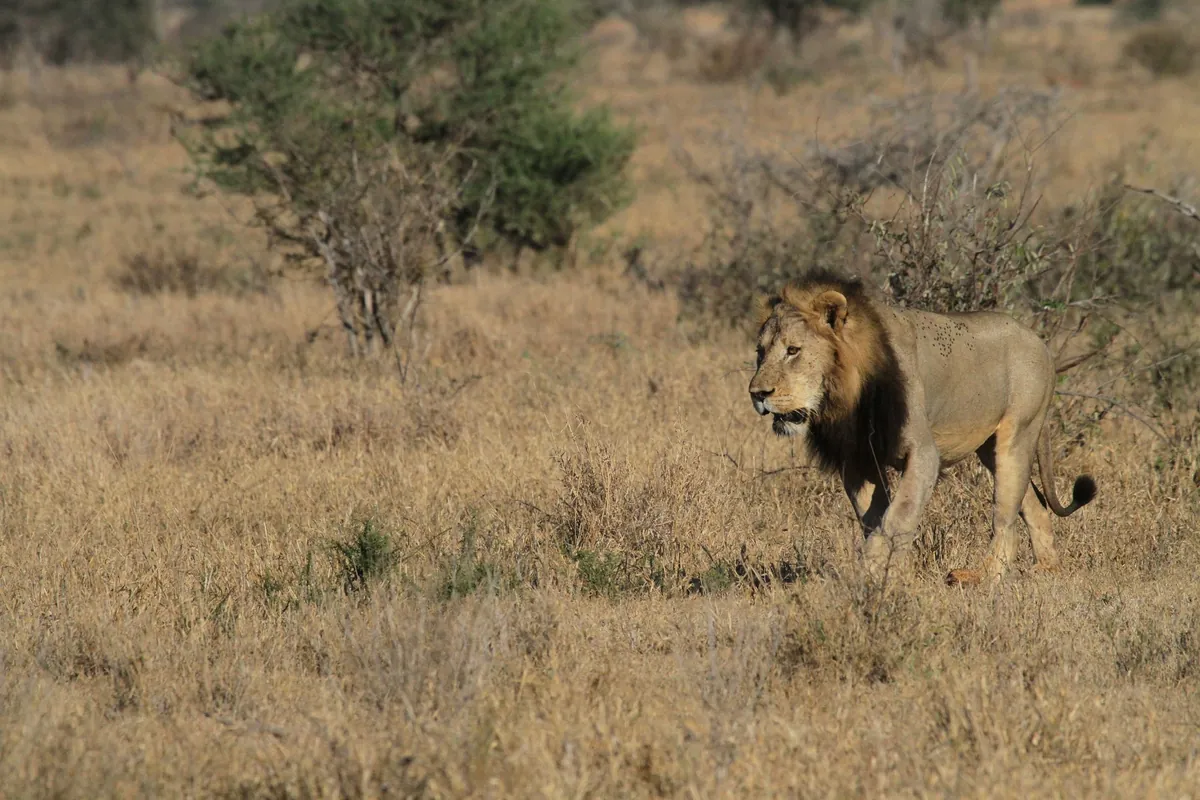 Moremi Game Reserve in Botswana